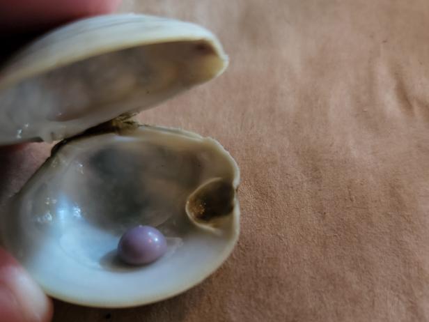 Breaking News-Rare Purple Quahog Pearl Found in a Restaurant