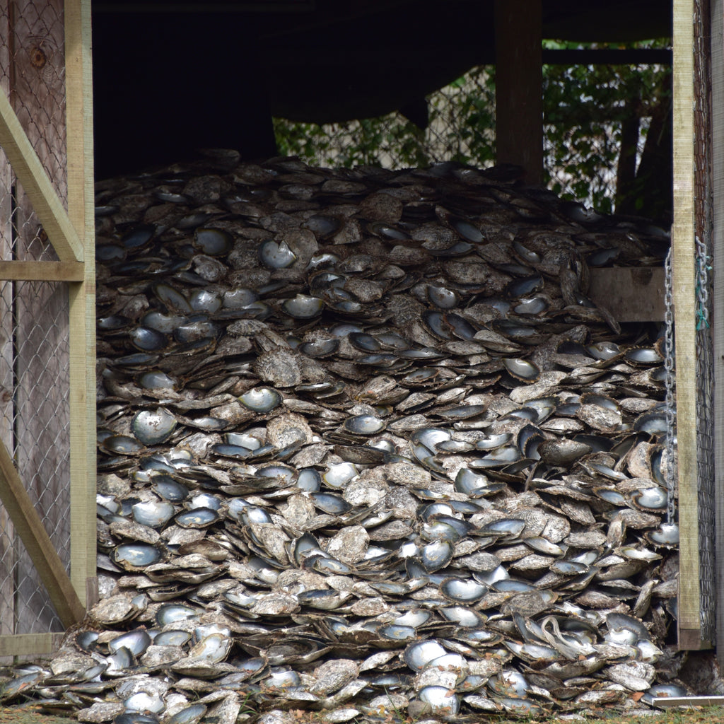 Oyster Shells-How They Are Used After Pearls Are Harvested