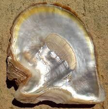 Gold Lipped Oyster Shell