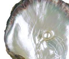 Main Pearl Producing Mollusks-Let's Start with the Pinctada Maxima Oyster